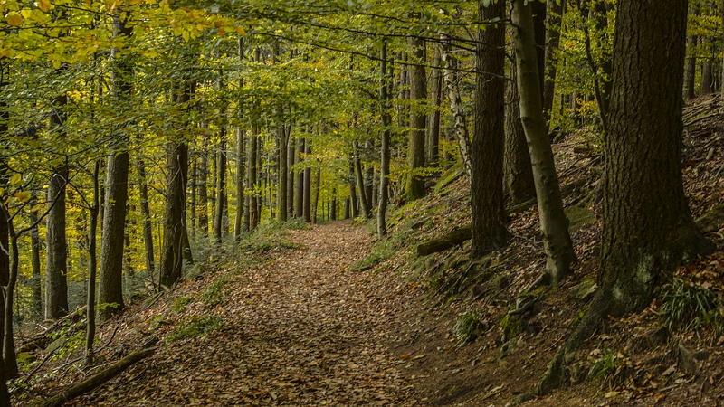 Avis : Maison et jardin actuels annonce le bois comme matériau d’avenir