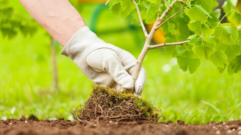 Pour le chercheur Thomas Crowther, planter des arbres suffit pour sauver la planète