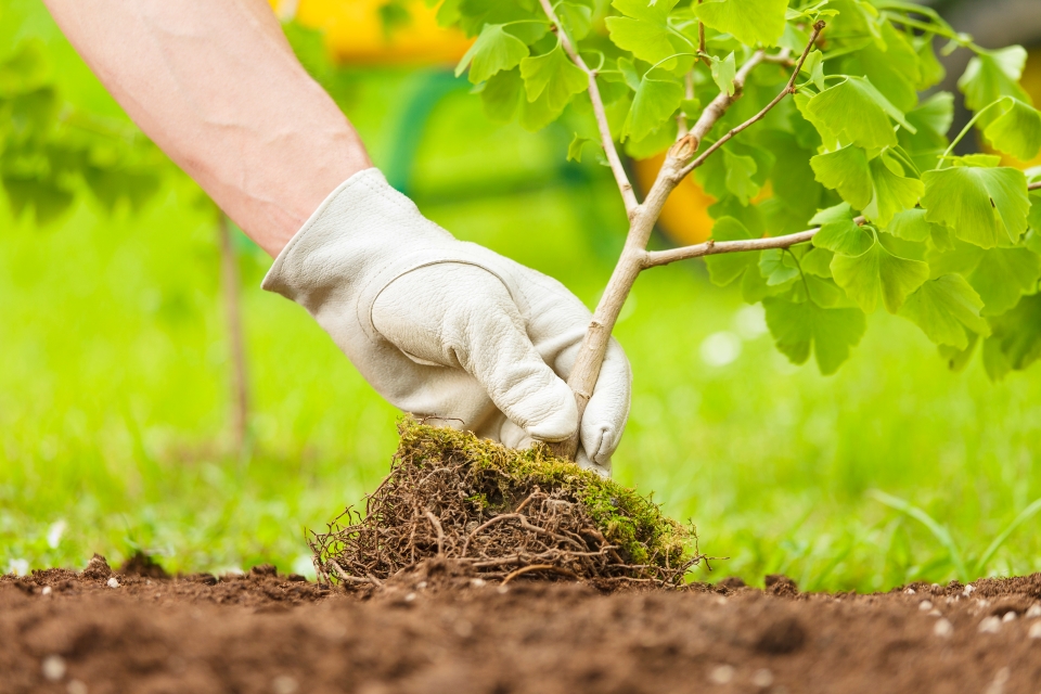 Pour le chercheur Thomas Crowther, planter des arbres suffit pour sauver la planète